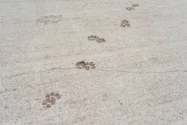 animal paw prints on fresh concrete. ruined path by a stray dog. foot prints of a cat on a screed