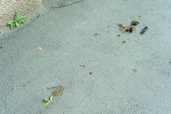 Dog Poop Sidewalk Problem Stray Dogs City Because Shit — Fotografia de Stock