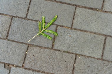 Christmas tree branch on the sidewalk. torn off part of a tree on a gray road. conifer tree vandalism