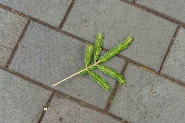 Christmas tree branch on the sidewalk. torn off part of a tree on a gray road. conifer tree vandalism