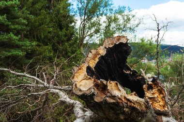 fallen tree from lightning in Batumi. burnt tree from a lightning strike in the mountains of georgia. old scorched tree