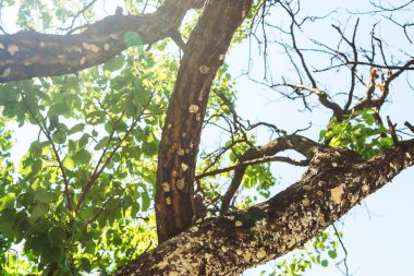 Chewing bubble gum on a tree trunk. it is a tourist tradition to leave chewing gum on the trail. non-ecological damage to wood by chewing gum