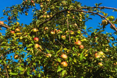 Tree with juicy apples in Batumi. ripe apples in the village of georgia. tree full of fruits