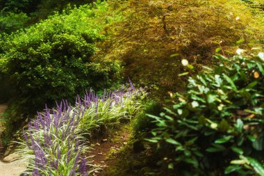 blooming bush with purple flowers in georgia. Purple liriope in Batumi Botanical Garden.