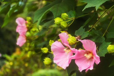 pink Chinese rose in the batumi botanical garden. View of hibiscus in the garden of georgia. blooming chinese rose