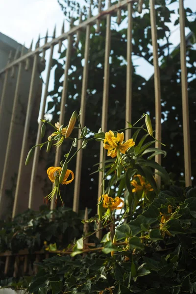 Yellow flowers in the Georgia garden. fence with flowers
