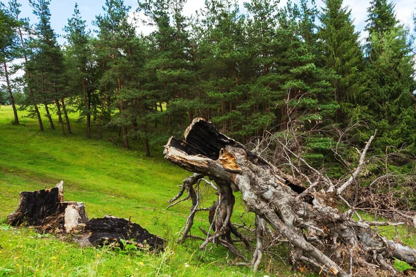 fallen tree from lightning in Batumi. burnt tree from a lightning strike in the mountains of georgia. old scorched tree