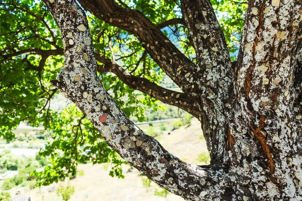 Chewing bubble gum on a tree trunk. it is a tourist tradition to leave chewing gum on the trail. non-ecological damage to wood by chewing gum