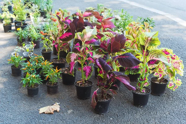 indoor flowers in pots on the road at a street vendor. sale of indoor plants on the track. planting young indoor flowers