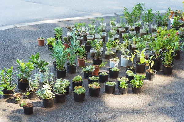 indoor flowers in pots on the road at a street vendor. sale of indoor plants on the track. planting young indoor flowers