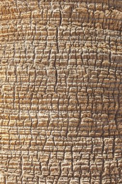 palm tree trunk texture. palm tree bark in sunlight. fine wood texture