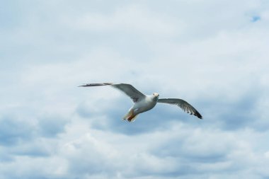 Türk martıları turistlerle dolu bir teknenin arkasında uçuyor. Aç kuşlar gemideki insanlardan yiyecek isterler. Mavi arkaplanda beyaz büyük martılar