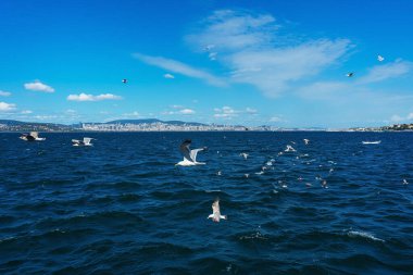 Türk martıları turistlerle dolu bir teknenin arkasında uçuyor. Aç kuşlar gemideki insanlardan yiyecek isterler. Mavi arkaplanda beyaz büyük martılar