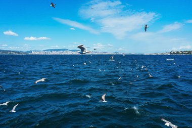Türk martıları turistlerle dolu bir teknenin arkasında uçuyor. Aç kuşlar gemideki insanlardan yiyecek isterler. Mavi arkaplanda beyaz büyük martılar