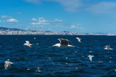 Türk martıları turistlerle dolu bir teknenin arkasında uçuyor. Aç kuşlar gemideki insanlardan yiyecek isterler. Mavi arkaplanda beyaz büyük martılar