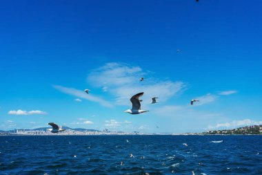 Türk martıları turistlerle dolu bir teknenin arkasında uçuyor. Aç kuşlar gemideki insanlardan yiyecek isterler. Mavi arkaplanda beyaz büyük martılar