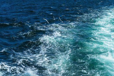Türk martıları turistlerle dolu bir teknenin arkasında uçuyor. Aç kuşlar gemideki insanlardan yiyecek isterler. Mavi arkaplanda beyaz büyük martılar