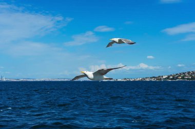 Turkish gulls fly behind a boat with tourists. hungry birds ask for food from people from the ship. white large seagulls on a blue background