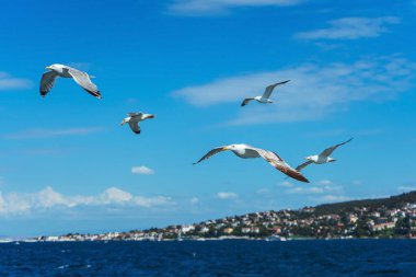 Türk martıları turistlerle dolu bir teknenin arkasında uçuyor. Aç kuşlar gemideki insanlardan yiyecek isterler. Mavi arkaplanda beyaz büyük martılar