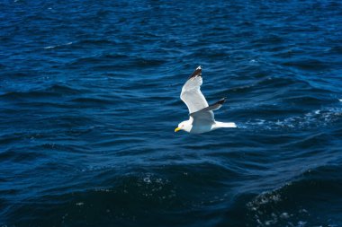 Türk martıları turistlerle dolu bir teknenin arkasında uçuyor. Aç kuşlar gemideki insanlardan yiyecek isterler. Mavi arkaplanda beyaz büyük martılar