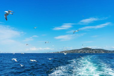 Türk martıları turistlerle dolu bir teknenin arkasında uçuyor. Aç kuşlar gemideki insanlardan yiyecek isterler. Mavi arkaplanda beyaz büyük martılar
