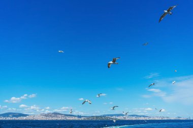 Turkish gulls fly behind a boat with tourists. hungry birds ask for food from people from the ship. white large seagulls on a blue background