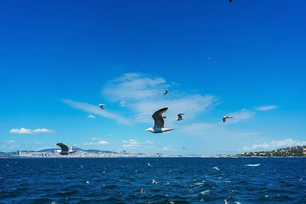 Turkish gulls fly behind a boat with tourists. hungry birds ask for food from people from the ship. white large seagulls on a blue background
