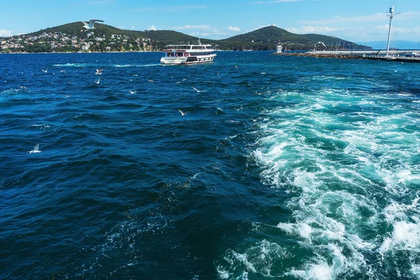 Türkische Möwen Fliegen Hinter Einem Boot Mit Touristen Her Hungrige — Stockfoto