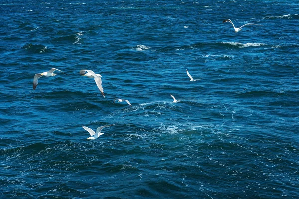 Turkish gulls fly behind a boat with tourists. hungry birds ask for food from people from the ship. white large seagulls on a blue background