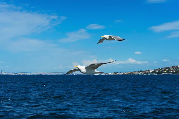Turkish gulls fly behind a boat with tourists. hungry birds ask for food from people from the ship. white large seagulls on a blue background