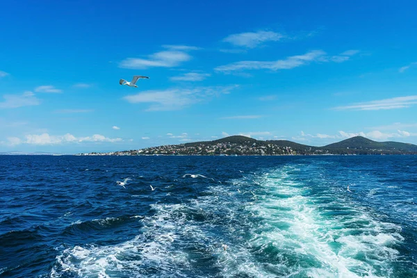 Türkische Möwen Fliegen Hinter Einem Boot Mit Touristen Her Hungrige — Stockfoto