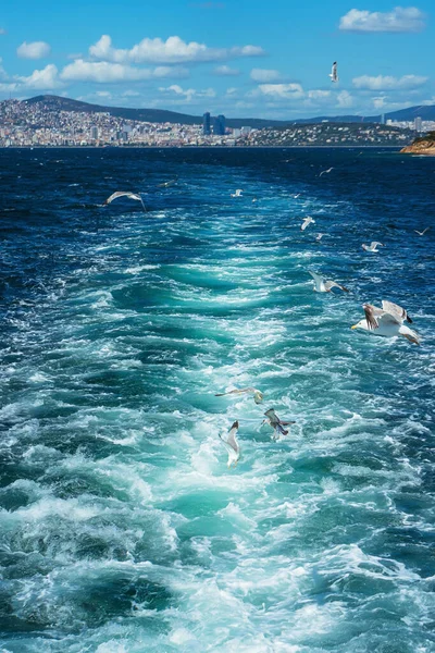 Turkish gulls fly behind a boat with tourists. hungry birds ask for food from people from the ship. white large seagulls on a blue background