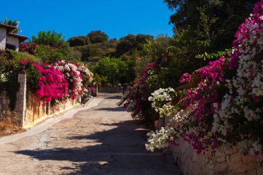 Antalya 'da villaları olan caddelerdeki çalılar. Alanya 'da çiçek mevsimi. Çiçekli sokak