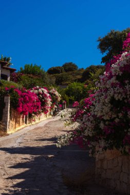 Antalya 'da villaları olan caddelerdeki çalılar. Alanya 'da çiçek mevsimi. Çiçekli sokak