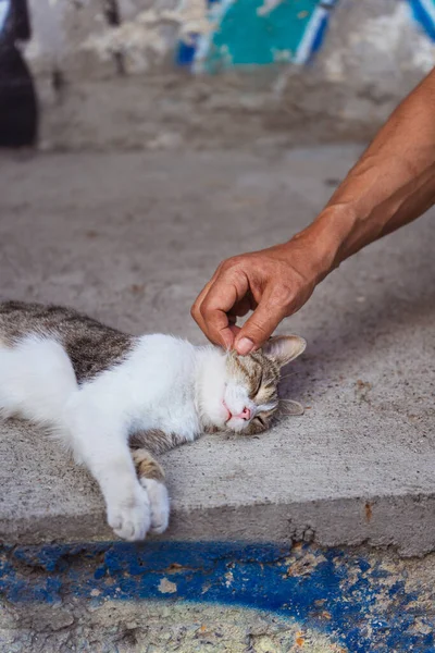 Homme Caresse Chat Endormi Istanbul Chat Couché Sur Trottoir — Photo