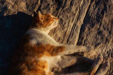 Kızıl kedi İstanbul 'da mermer bir levhada uyuyor. Kedi güneşte dinleniyor.