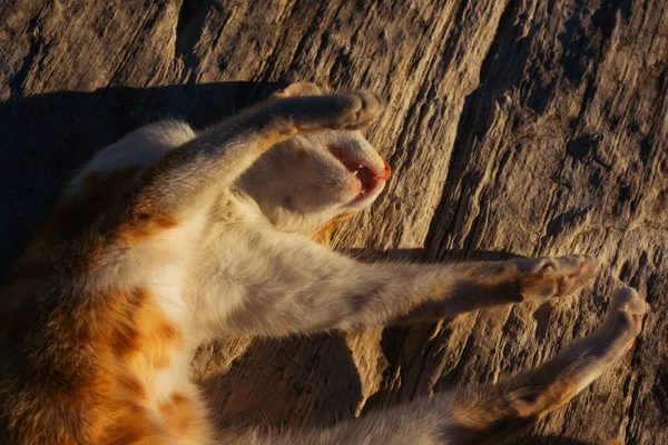 Red Cat Sleeps Marble Slab Istanbul Cat Resting Sun — Stock Photo, Image