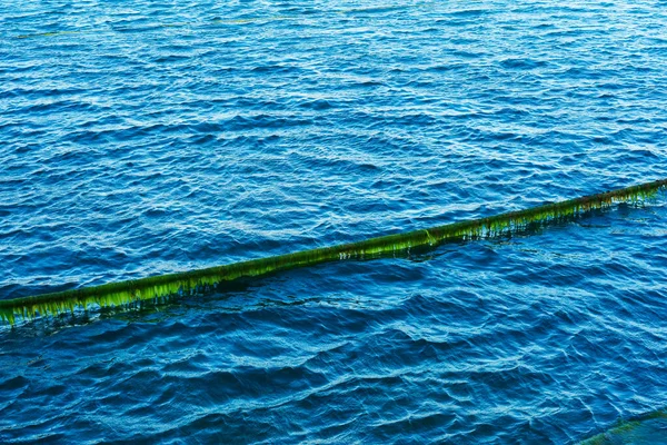 Темно Синяя Вода Мраморном Море Много Водорослей Турецком Море Морская — стоковое фото