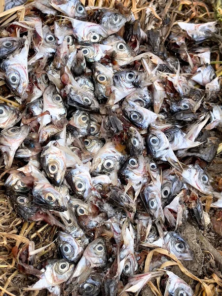 severed fish heads on the street. fish giblets thrown into the street of Turkey. fish restaurant waste dumped on the sidewalk