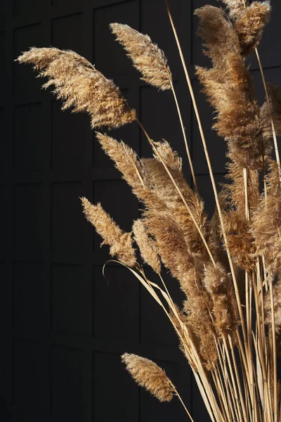 Dried Flowers White Flowerpot Black Wall Dried River Reeds Photo — Stock Photo, Image