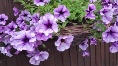 Bahar güneşli bir günde hanımeli çiçeklerinin etrafında uçan arılar arılar nektar poleni topluyor.