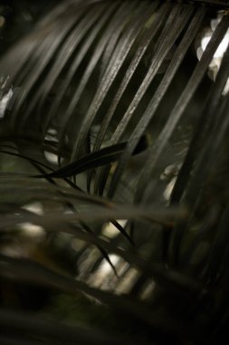 Ormanda eğrelti otları. Doğal çiçekli eğrelti otu arka planı. Doğal yeşil eğrelti otu deseni.