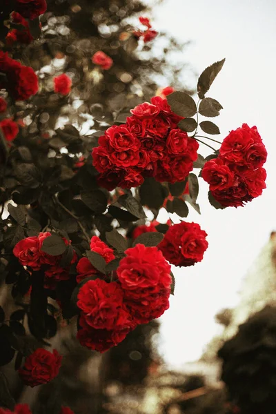 Flores de rosas en plena floración en un arbusto — Foto de Stock