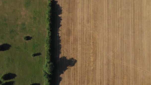Top Aerial View Green Yellow Wheat Field Farm Greenhouses Golden — Vídeos de Stock