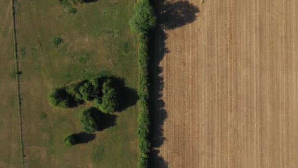 Yeşil Sarı Buğday Tarlalarının Seraların Yukarıdan Aşağı Hava Manzarası Otlak — Stok video