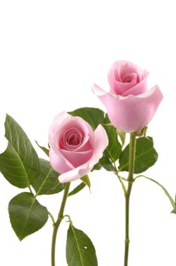 pembe Gül