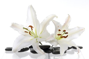 Spa natürmort