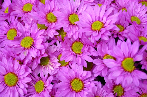 Clseup di fiori — Foto Stock