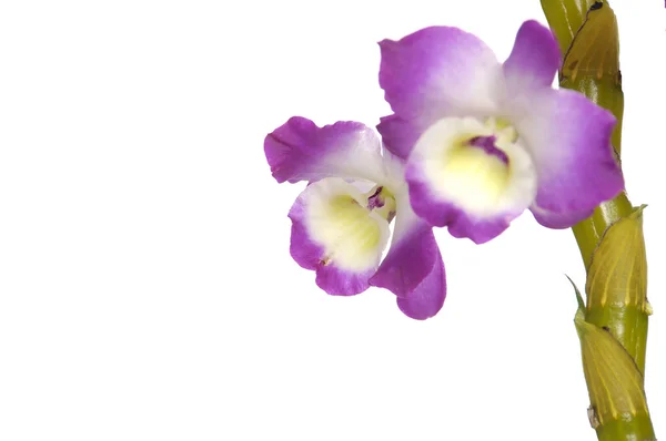 Orquídea — Fotografia de Stock