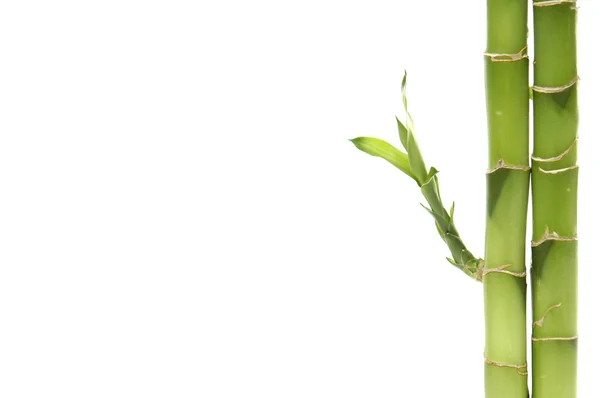 Bamboo — Stock Photo, Image